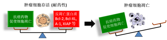 图 1：肿瘤细胞通过反凋零蛋白产生耐药性，对反凋零蛋白的抑制将改变平衡，消除肿瘤耐药性。