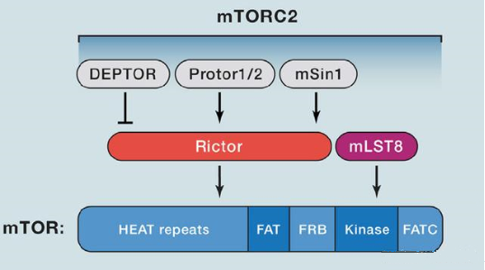 mTORC2的组成蛋白主要有Rictor、mSin1、mSLT8和Protor等