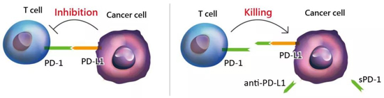 PD-1/PD-L1