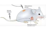 围观:临床前小鼠模型如何。