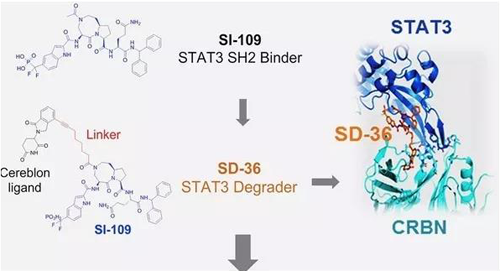 结构优化得到的SH2结合分子SI-109与CRBN结合，得到SD-36