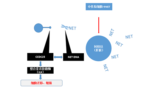 除了单纯的捕获，NET DNA与CCDC-25的结合还增强了癌细胞的侵袭行为，促进了癌症的肝转移。