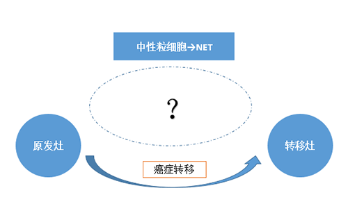 NET可能会通过某些方式“捕获”或“唤醒”癌细胞，从而造成癌细胞的迁移。