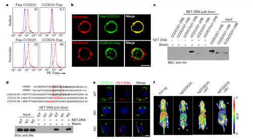 NET  DNA并非随机捕获癌细胞，而是与癌细胞的CCDC-25产生了特异性结合
