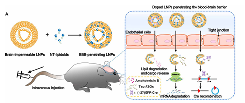 将神经递质与LNP掺杂，获得拥有穿透BBB能力的载体。