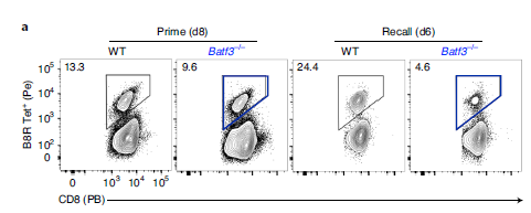 研究人员发现BATF3对记忆CD8+ T细胞的转化和质量都至关重要。