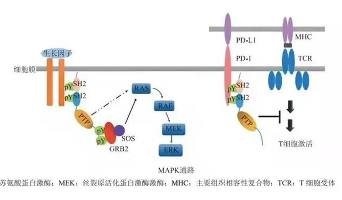 晚期恶性肿瘤患者的福音，SHP2变构抑制剂RG001片获批临床.png