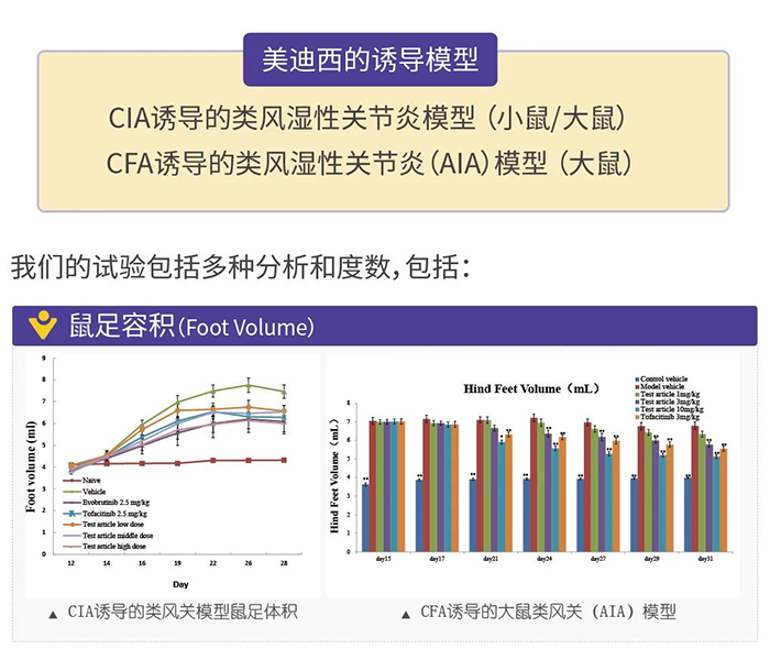 人生就是博诱导的类风湿性关节炎模型-1.png