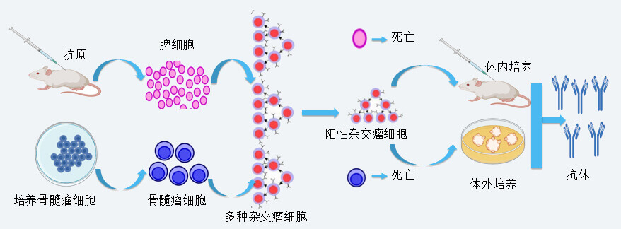 人生就是博抗体开发技术