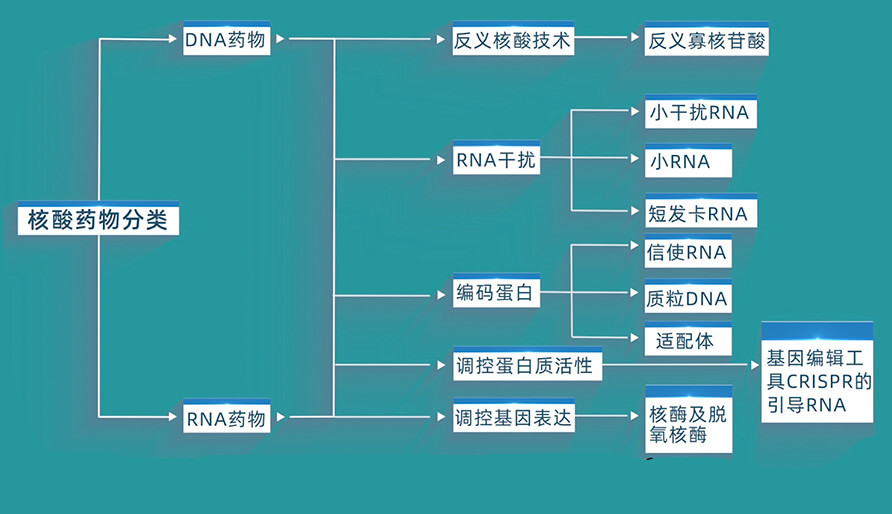 核酸药物的分类有哪些？