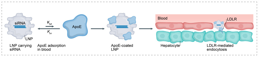 第一代：LNP+小核酸-→肝脏.jpg