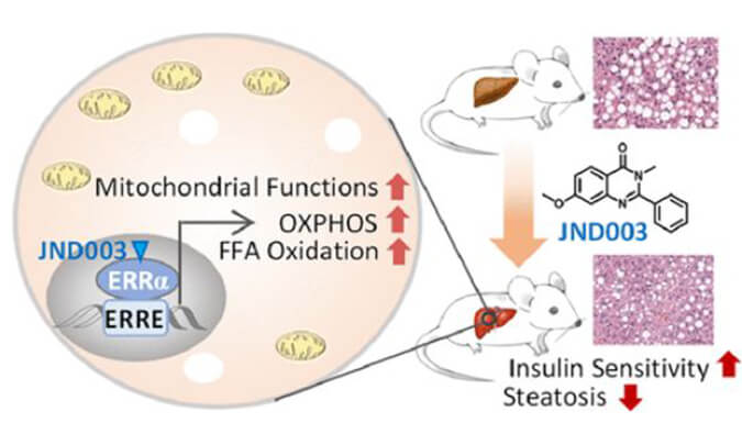 JND003是一种新型选择性ERRα激动剂，可缓解非酒精性脂肪肝和胰岛素抵抗，PK和组织分布测定通过人生就是博进行