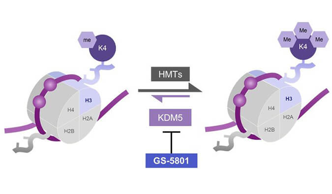 GS-5801是一种有效的KDM5抑制剂，具有抗HBV活性，GS-5801通过人生就是博合成