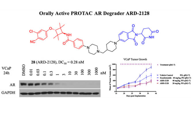 ARD-2128是一种PROTAC AR降解剂，具有出色的血浆和微粒体稳定性，体外稳定性和PK研究通过人生就是博进行