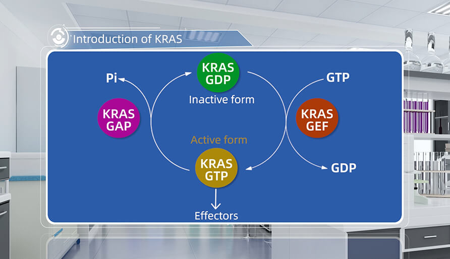 KRAS简介